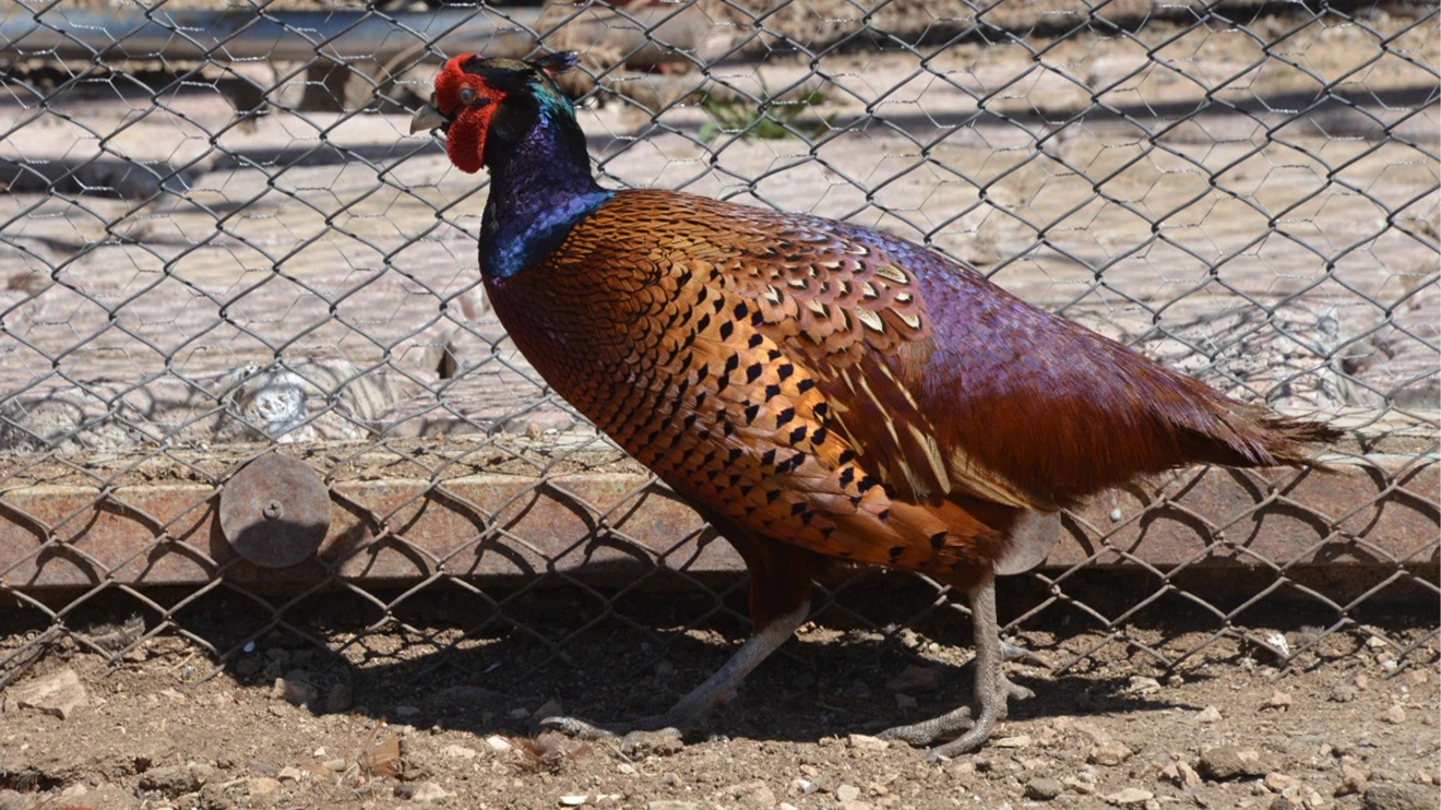 Selçuk Üniversitesi yine öncü oldu: sülün üretimi yaygınlaşıyor